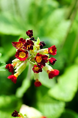 포토 JPG 식물 계절 꽃 꽃밭 자연 풍경 사람없음 야외 노란색 봄풍경 봄 앵초 적자색 프리뮬러 프리뮬러레드 국내포토 컬러 생태계 파일형식