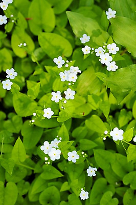 포토 JPG 식물 계절 꽃 하늘색 꽃밭 자연 풍경 사람없음 야외 봄풍경 봄 국내포토 파란색 생태계 파일형식