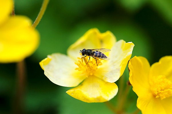 포토 JPG 식물 한마리 계절 꽃 곤충 꽃밭 자연 풍경 사람없음 야외 노란색 봄풍경 봄 꿀벌 벌 매미꽃 국내포토 동물 1 컬러 벌_곤충 생태계 파일형식