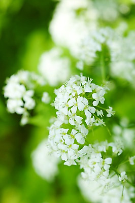 포토 JPG 식물 계절 꽃 꽃밭 자연 풍경 사람없음 야외 봄풍경 봄 백리향 국내포토 생태계 파일형식