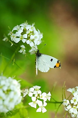 포토 JPG 식물 한마리 계절 꽃 나비 곤충 꽃밭 자연 풍경 사람없음 야외 봄풍경 봄 백리향 국내포토 동물 1 생태계 파일형식