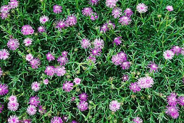 포토 JPG 식물 계절 꽃 분홍색 꽃밭 자연 풍경 사람없음 야외 봄풍경 봄 송엽국 국내포토 컬러 생태계 파일형식