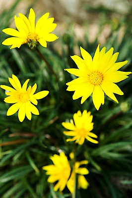 포토 JPG 식물 계절 꽃 꽃밭 자연 풍경 사람없음 야외 노란색 봄풍경 봄 금계국 푸베센스금계국 국내포토 컬러 생태계 파일형식