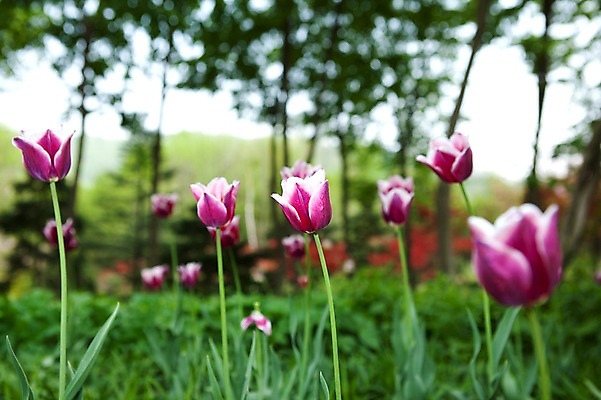 포토 JPG 식물 계절 꽃 꽃밭 자연 풍경 사람없음 야외 봄풍경 봄 튤립 국내포토 생태계 파일형식