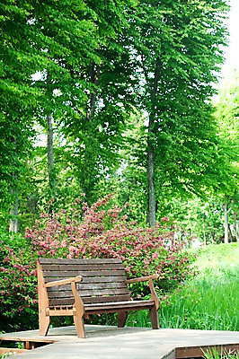 포토 JPG 나무 식물 계절 꽃 벤치 자연 풍경 사람없음 야외 봄풍경 봄 풀 숲 국내포토 의자 생태계 파일형식