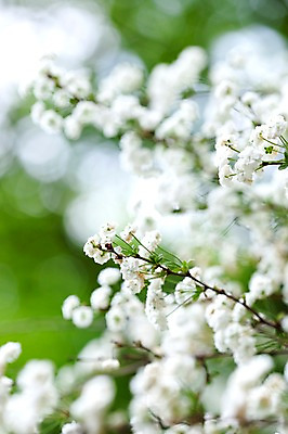 포토 JPG 식물 계절 꽃 꽃밭 자연 꽃나무 풍경 사람없음 야외 봄풍경 봄 국내포토 나무 생태계 파일형식