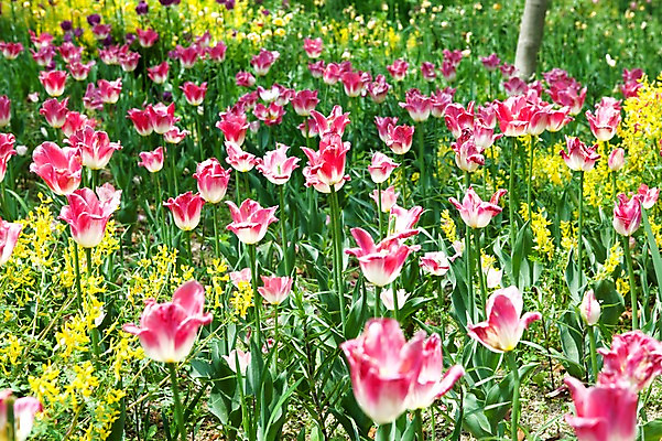 포토 JPG 식물 계절 꽃 분홍색 꽃밭 자연 풍경 사람없음 야외 봄풍경 봄 튤립 국내포토 컬러 생태계 파일형식