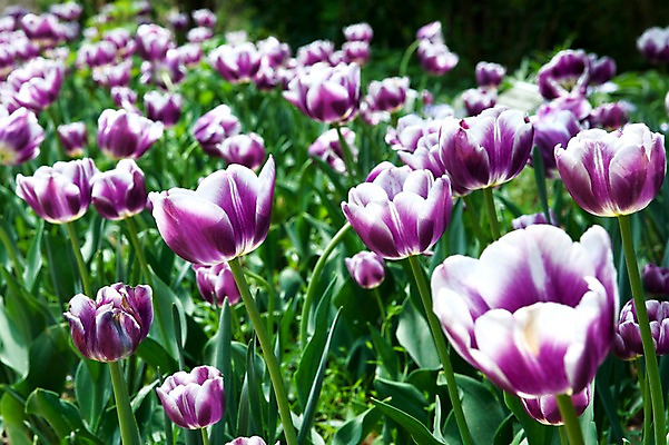 포토 JPG 식물 계절 꽃 꽃밭 자연 풍경 사람없음 야외 봄풍경 봄 튤립 국내포토 생태계 파일형식