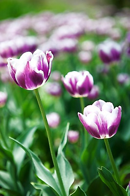 포토 JPG 식물 계절 꽃 꽃밭 자연 풍경 사람없음 야외 봄풍경 봄 튤립 국내포토 생태계 파일형식