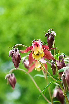 포토 JPG 식물 계절 꽃 꽃밭 자연 풍경 사람없음 야외 봄풍경 봄 자주색 매발톱꽃 국내포토 컬러 생태계 파일형식