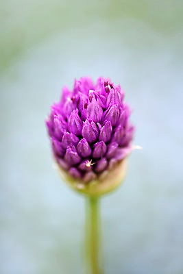 포토 JPG 식물 계절 꽃 분홍색 자연 풍경 사람없음 야외 봄풍경 봄 국내포토 컬러 생태계 파일형식