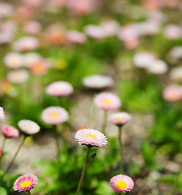 포토 JPG 식물 계절 꽃 분홍색 꽃밭 자연 풍경 사람없음 야외 봄풍경 봄 데이지 국내포토 컬러 생태계 파일형식