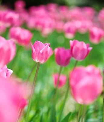 포토 JPG 식물 계절 꽃 분홍색 꽃밭 자연 풍경 사람없음 야외 봄풍경 봄 튤립 국내포토 컬러 생태계 파일형식
