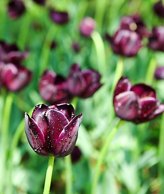 포토 JPG 식물 계절 꽃 꽃밭 자연 풍경 사람없음 야외 봄풍경 봄 튤립 국내포토 생태계 파일형식