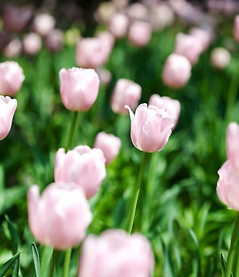 포토 JPG 식물 계절 꽃 분홍색 꽃밭 자연 풍경 사람없음 야외 봄풍경 봄 튤립 국내포토 컬러 생태계 파일형식