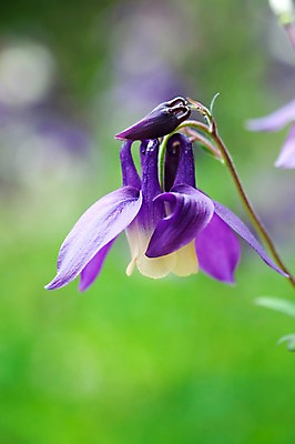 포토 JPG 식물 계절 꽃 자연 풍경 사람없음 야외 봄풍경 봄 매발톱꽃 국내포토 생태계 파일형식