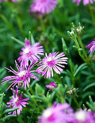 포토 JPG 식물 계절 꽃 분홍색 꽃밭 자연 풍경 사람없음 야외 봄풍경 봄 송엽국 국내포토 컬러 생태계 파일형식