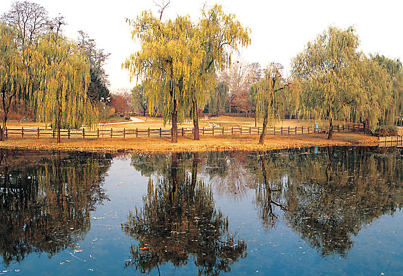 포토 JPG 주간 나무 식물 공원 호수 자연 서울 한국 물그림자 풍경 사람없음 야외 울타리 반사 평화 침묵 고요 연못 수도 용산 용산공원 수도_도성 국내포토 자연요소 공공시설 아시아 컨셉 그림자 담장 소리 생태계 파일형식