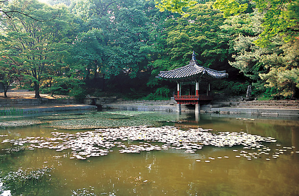 포토 JPG 주간 나무 식물 한국문화 한국전통 전통 건축물 아시아 전통문화 문화 호수 고건축 유적 유적지 서울 한국 풍경 사람없음 야외 건물 동양건축 궁전 세계문화유산 문화재 연못 숲속 숲 정자 수도 창덕궁 후원 수도_도성 국내포토 자연요소 동양문화 건축 나라 도움 파일형식 동양