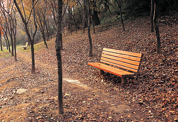 포토 JPG 주간 나무 식물 계절 낙엽 벤치 의자 자연 휴식 풍경 사람없음 야외 가을풍경 산책로 가을 숲속 숲 오솔길 휴식처 국내포토 자연요소 길 가구 컨셉 잎 생태계 파일형식 가을_계절