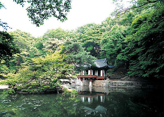 포토 JPG 주간 나무 식물 한국문화 한국전통 전통 건축물 아시아 전통문화 문화 호수 고건축 유적 유적지 서울 한국 물그림자 풍경 사람없음 야외 건물 반사 동양건축 궁전 세계문화유산 문화재 연못 숲속 숲 정자 수도 창덕궁 부용정 부용지 후원 수도_도성 국내포토 자연요소 동양문화 건축 나라 그림자 도움 파일형식 동양