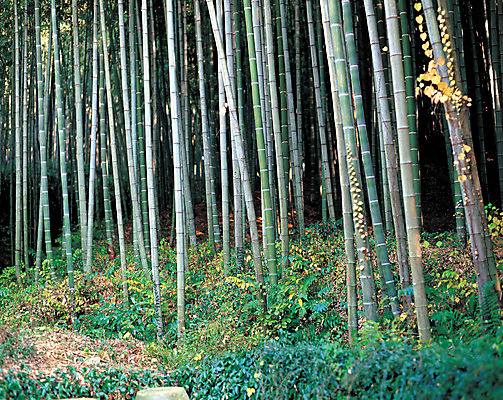 포토 JPG 주간 나무 식물 컬러 자연 여러그루 풍경 사람없음 야외 초록색 기둥 풀 숲속 숲 대나무 나무기둥 대나무숲 국내포토 자연요소 건축 다수 생태계 파일형식
