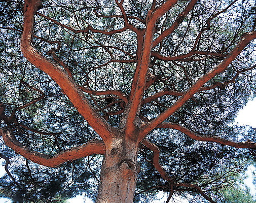 포토 JPG 주간 나무 식물 로우앵글 자연 산 한그루 풍경 사람없음 야외 나뭇가지 솔 소나무 숲 국내포토 자연요소 1 뷰포인트 생태계 파일형식