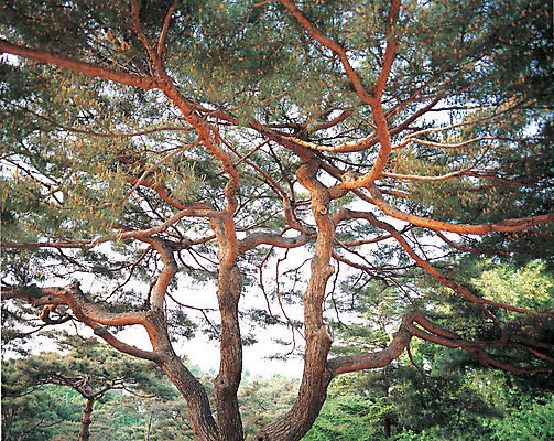 포토 JPG 주간 나무 식물 컬러 자연 산 풍경 사람없음 야외 초록색 나뭇가지 솔 소나무 숲 국내포토 자연요소 생태계 파일형식