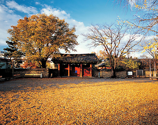 포토 JPG 주간 한국문화 한국전통 전통 건축물 계절 건축 전통문화 문화 고건축 낙엽 유적 유적지 한옥 한국 풍경 사람없음 야외 문 동양건축 문화재 가을 시골 대문 교육기관 대구 대구향교 향교 대구시 국내포토 자연요소 동양문화 교육 아시아 잎 어류 기관 대구_경상북도 파일형식 동양
