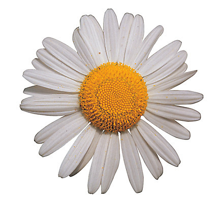 포토 JPG 식물 꽃잎 꽃 화초 컬러 한송이 누끼 사람없음 흰색 마거리트 국내포토 1 송이 파일형식