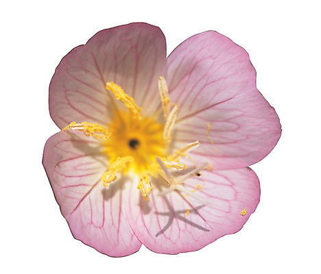 포토 JPG 식물 꽃잎 꽃 화초 분홍색 컬러 누끼 사람없음 꽃술_꽃 암술 국내포토 파일형식