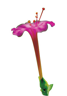 포토 JPG 식물 꽃잎 꽃 화초 컬러 한송이 누끼 사람없음 꽃술_꽃 자주색 암술 분꽃 국내포토 1 송이 파일형식