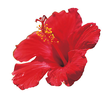 포토 JPG 식물 꽃 화초 컬러 한송이 누끼 사람없음 빨간색 꽃술_꽃 암술 하와이무궁화 국내포토 1 송이 파일형식