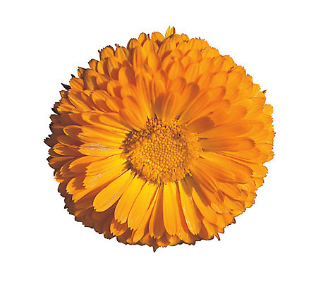 포토 JPG 식물 꽃잎 꽃 화초 컬러 한송이 누끼 사람없음 노란색 금잔화 국내포토 1 송이 파일형식