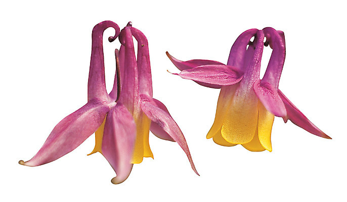 포토 JPG 식물 꽃잎 꽃 화초 컬러 누끼 사람없음 노란색 자주색 두송이 매발톱꽃 국내포토 2 파일형식