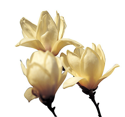 포토 JPG 식물 계절 꽃 화초 컬러 봄꽃 꽃나무 누끼 사람없음 봄 흰색 나뭇가지 세송이 목련 꽃대 국내포토 나무 3 파일형식