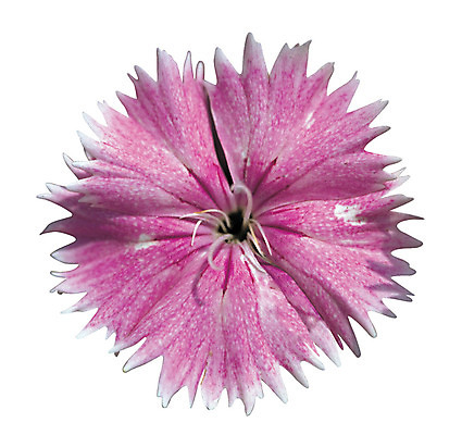 포토 JPG 식물 꽃잎 꽃 화초 분홍색 컬러 한송이 누끼 사람없음 패랭이꽃 패랭이 국내포토 1 송이 파일형식