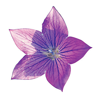 포토 JPG 식물 꽃잎 꽃 화초 컬러 한송이 누끼 사람없음 보라색 연보라색 도라지꽃 도라지 국내포토 1 송이 파일형식