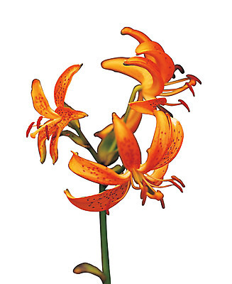 포토 JPG 식물 꽃 화초 컬러 누끼 사람없음 주황색 꽃술_꽃 세송이 원추리 국내포토 3 나물 파일형식