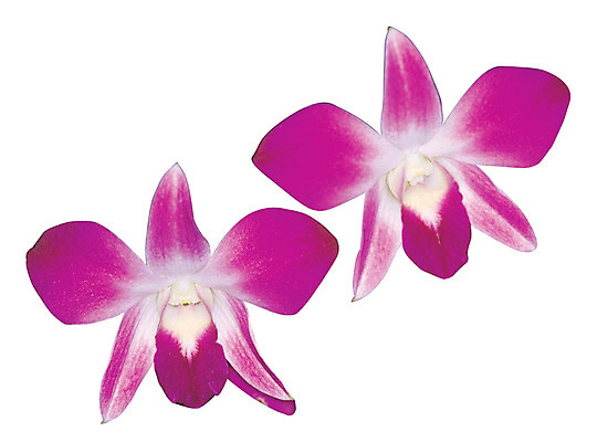 포토 JPG 식물 꽃잎 꽃 화초 컬러 누끼 사람없음 난초 자주색 두송이 난초꽃 덴파레 양란 국내포토 2 파일형식