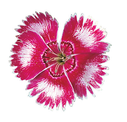 포토 JPG 식물 꽃잎 꽃 화초 컬러 한송이 누끼 사람없음 자주색 패랭이꽃 패랭이 국내포토 1 송이 파일형식