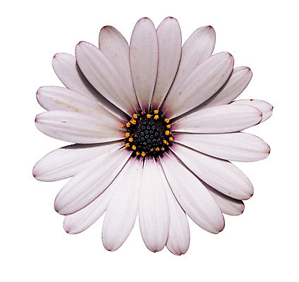 포토 JPG 식물 꽃잎 꽃 화초 컬러 한송이 누끼 사람없음 흰색 금잔화 국내포토 1 송이 파일형식