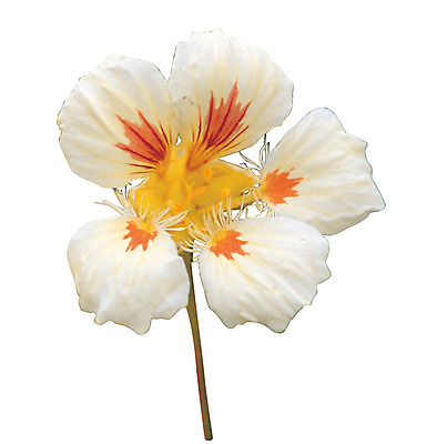 포토 JPG 식물 꽃잎 꽃 화초 컬러 한송이 누끼 사람없음 흰색 꽃술_꽃 암술 국내포토 1 송이 파일형식