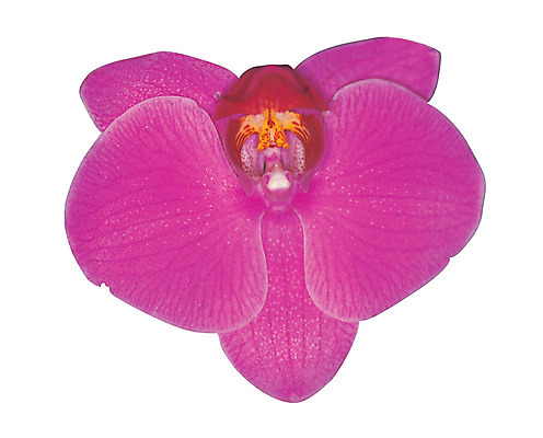 포토 JPG 식물 꽃잎 꽃 화초 분홍색 컬러 한송이 누끼 사람없음 난초 호접란 난초꽃 양란 국내포토 1 송이 파일형식