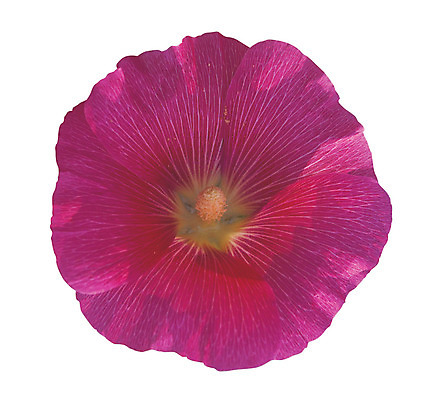 포토 JPG 식물 꽃잎 꽃 화초 컬러 한송이 누끼 사람없음 자주색 부용 부용꽃 국내포토 1 송이 파일형식