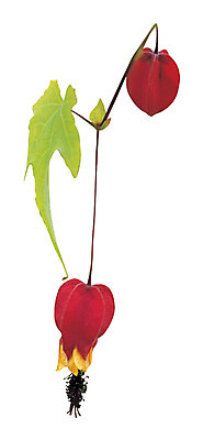 포토 JPG 식물 꽃잎 꽃 화초 줄기 컬러 잎 누끼 사람없음 빨간색 두송이 꽃대 국내포토 2 파일형식