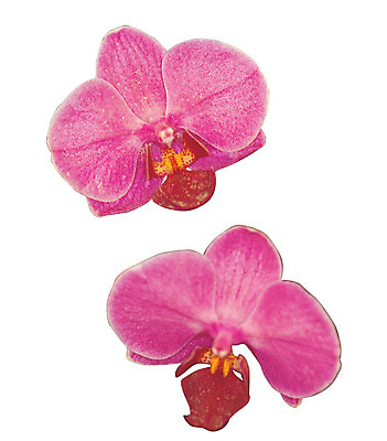 포토 JPG 식물 꽃잎 꽃 화초 분홍색 컬러 누끼 사람없음 난초 두송이 호접란 난초꽃 양란 국내포토 2 파일형식