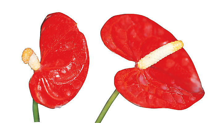 포토 JPG 식물 꽃잎 꽃 화초 컬러 누끼 사람없음 빨간색 꽃술_꽃 두송이 관엽식물 안스리움 국내포토 2 파일형식