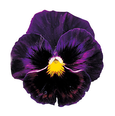 포토 JPG 식물 꽃잎 꽃 화초 컬러 한송이 누끼 사람없음 보라색 팬지 국내포토 1 송이 파일형식