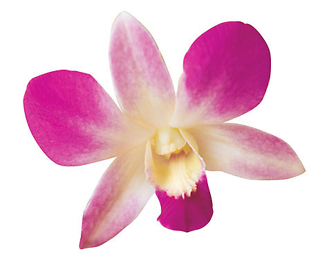 포토 JPG 식물 꽃잎 꽃 화초 컬러 한송이 누끼 사람없음 난초 자주색 난초꽃 덴파레 양란 국내포토 1 송이 파일형식